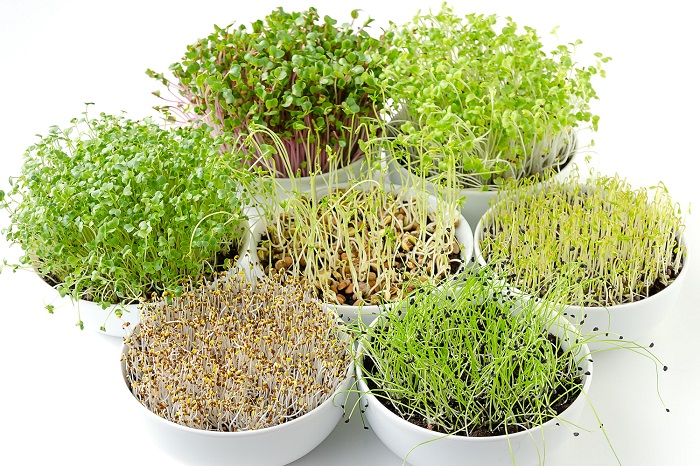 Hạt giống làm rau mầm